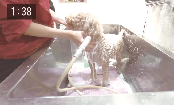 【画像】シャンプーヘッドで、ペットを洗っている様子
